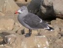 Heermann's Gull